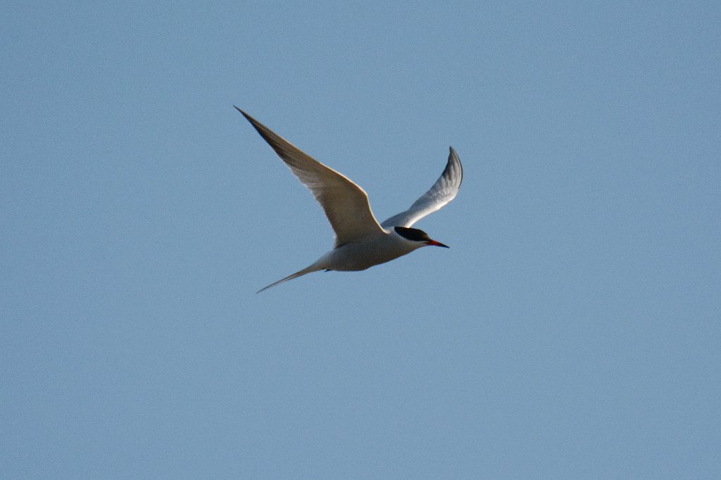 Tern, Common,2014-05184576  Cape May Migratory Bird Refuge, NJ.JPG - Common Tern. Cape May Migratory Bird Refuge, NJ, 5-18-2014